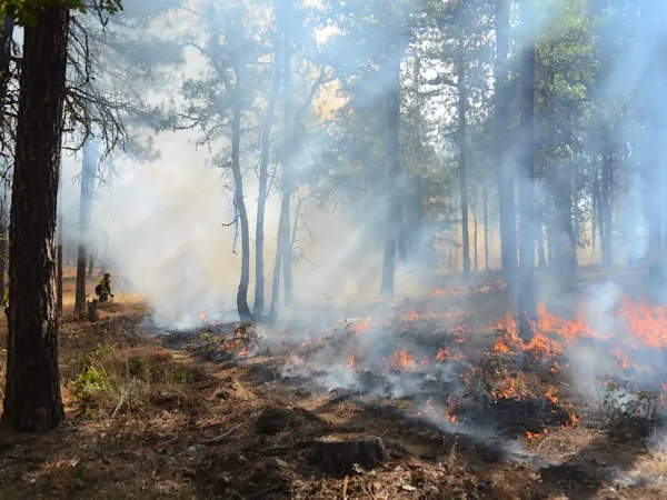 Incendio de superficie en bosque de pino durante labores de control