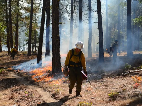 Brigadista forestal trabajando junto a un fuego de superficie en bosque de pino