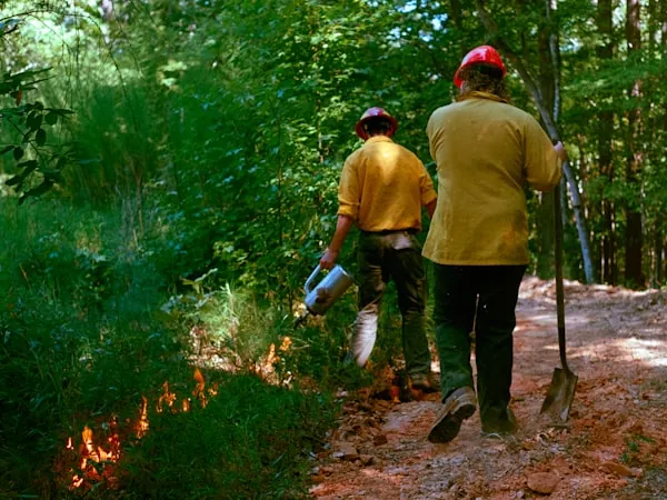 Dos brigadistas forestales abriendo línea de defensa con herramienta manual